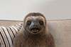 Sofaworks Neal the Sloth appears on Gogglebox idents