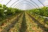 M&S sustainable agriculture