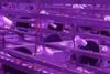 Urban Barns hopes to revolutionise agriculture with cubic farming