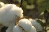 The cost of cotton has increased 4.2% to $1.24 (79p) per pound