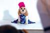 Truth or spoof? American Eagle launches fashion range for pets
