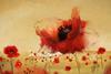 Sainsbury's launches first TV ad in support of Poppy Appeal ad