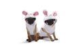 Pets at Home is selling 'bunnies' - a rabbit onesie for dogs this Easter.