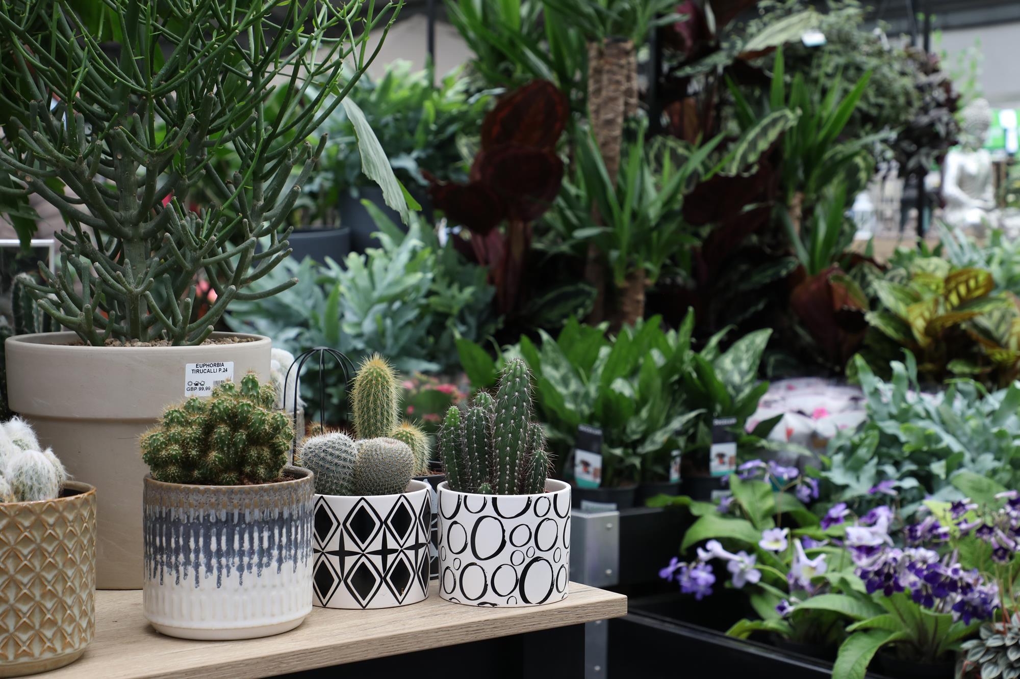 In pictures How Dobbies is planting new seeds of growth Photo