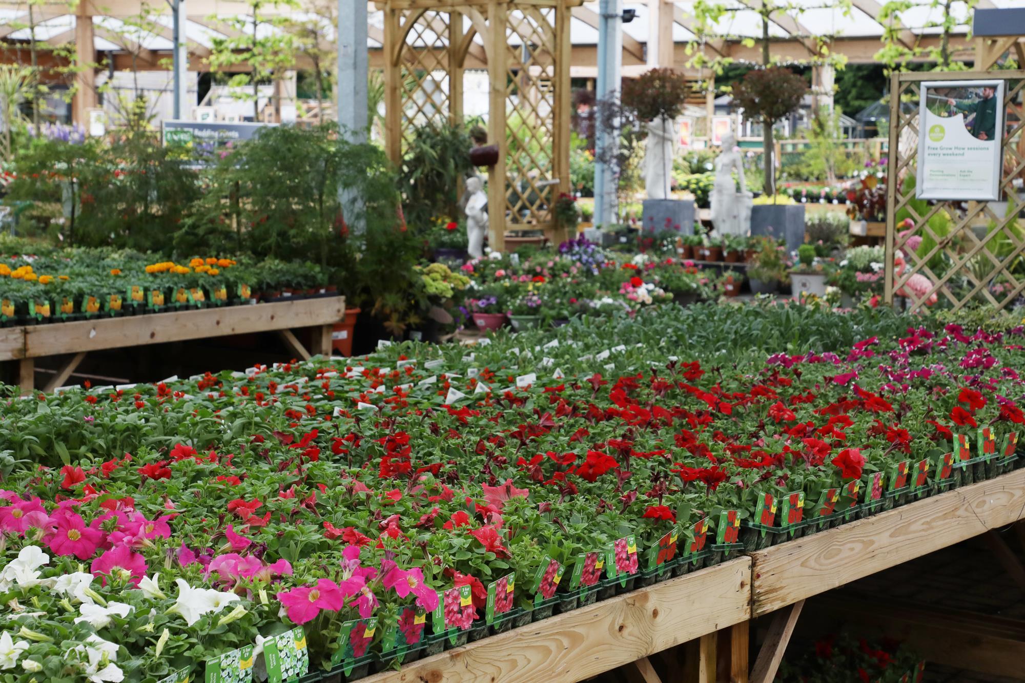 In pictures How Dobbies is planting new seeds of growth Photo