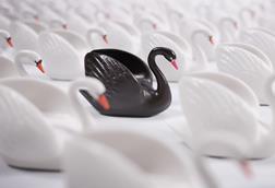 Black swan illustration