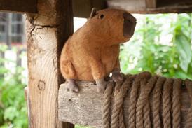 Clyde Capybara Soft Toy By Jellycat