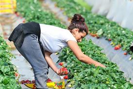 Female strawberry picker