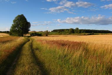 Field