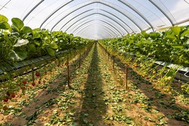 M&S sustainable agriculture