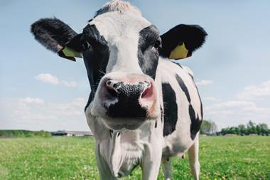 Cow