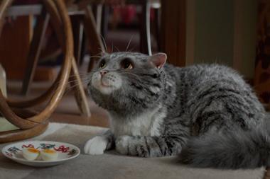Sainsbury’s has resurrected children’s book character Mog in a heart-warming Christmas advert as it ups the battle for festive spend.