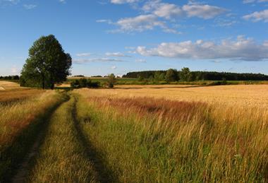 Field