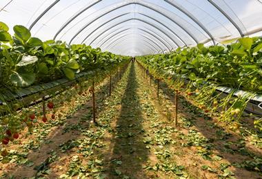 M&S sustainable agriculture