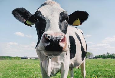 Cow