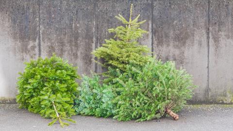 Discarded Christmas trees index