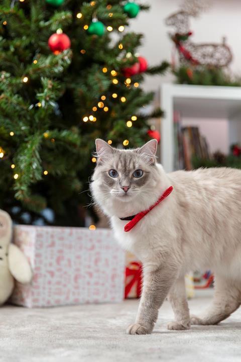 Jollyes xmas cat 1 (1)