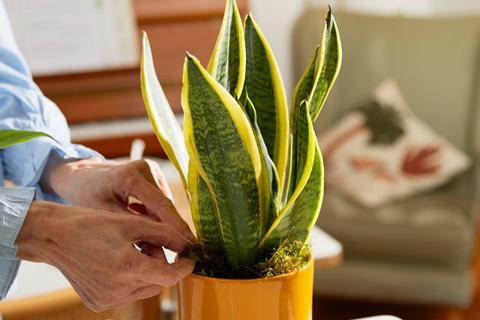 Bloom & Wild plant in pot