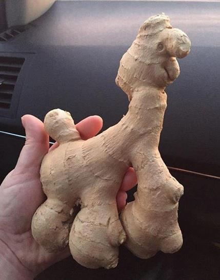 Emma Dutton picked up this llama-shaped piece of ginger from her local Morrisons store.