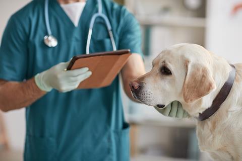 Vet-pet-care-labrador-dog