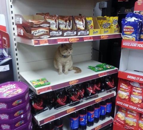 Sainsbury's cat